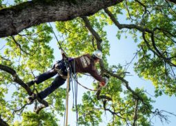 Tree Trimming Insurance