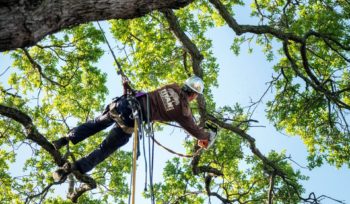 Tree Trimming Insurance